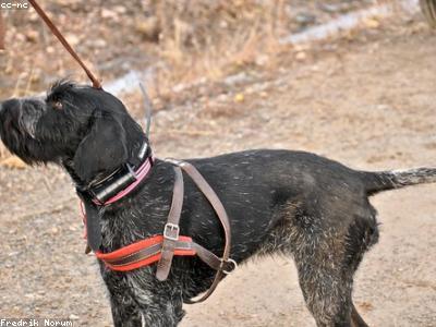 Collar GPS para Mascotas